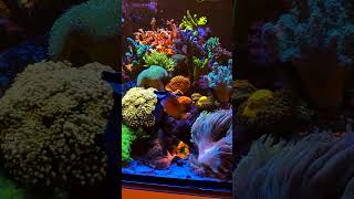 is there anything better then healthy reeftank? 🤩#reeftank #aquarium #reefkeeping #coralreef
