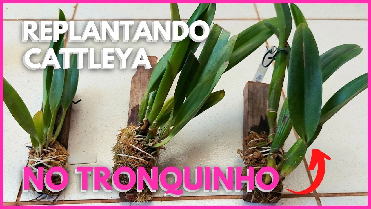 COMO PLANTAR ORQUÍDEA CATTLEYA NO TRONQUINHO DE MADEIRA? [Passo a passo]