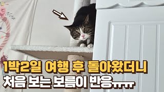 분리불안 고양이 혼자 두고 외박했다가 생긴 일