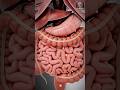 Human Digestive System in 3D🤔| Full GI Tract Anatomy Visual | #digestivehealth #shorts #BioAnatomyAi