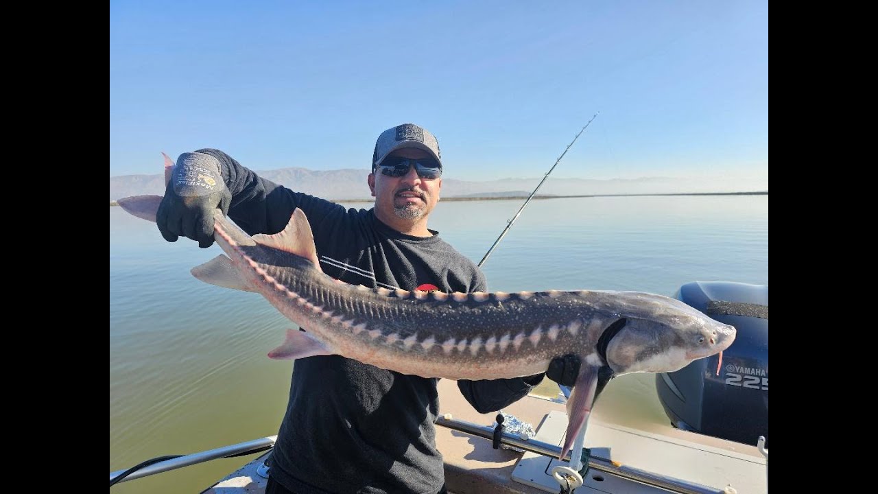 STURGEON ON THE BITE CALIFORNIA ACTUALLY HAS STURGEON... YouTube