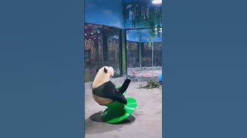 Clumsy panda rolling around 🤣🤣 #shorts #panda #funny #funnyanimals