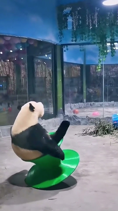 Clumsy panda rolling around 🤣🤣 #shorts #panda #funny #funnyanimals