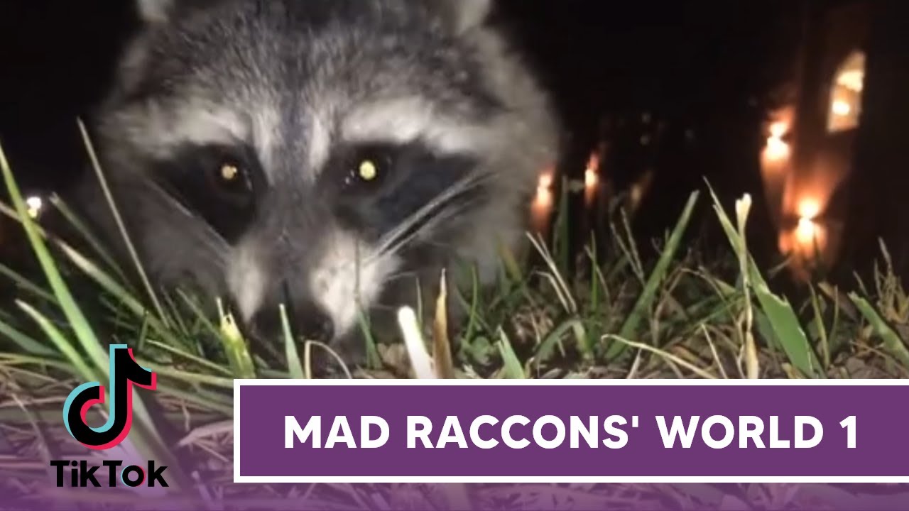 MAD RACCOONS' WORLD - FUNNY AND CRAZY RACCOONS VIDEOS (TikTok edition 1