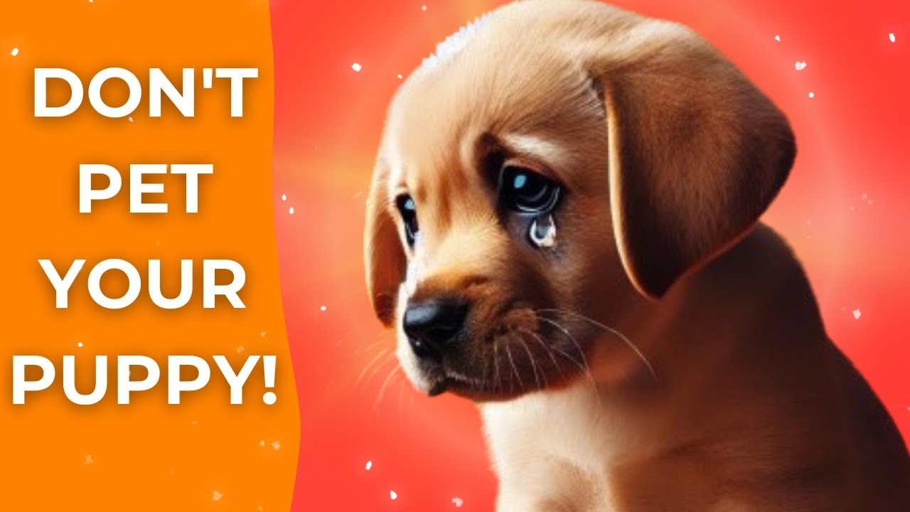 STOP YOUR PUPPY FROM CRYING AT NIGHT | FAST AND EASY !