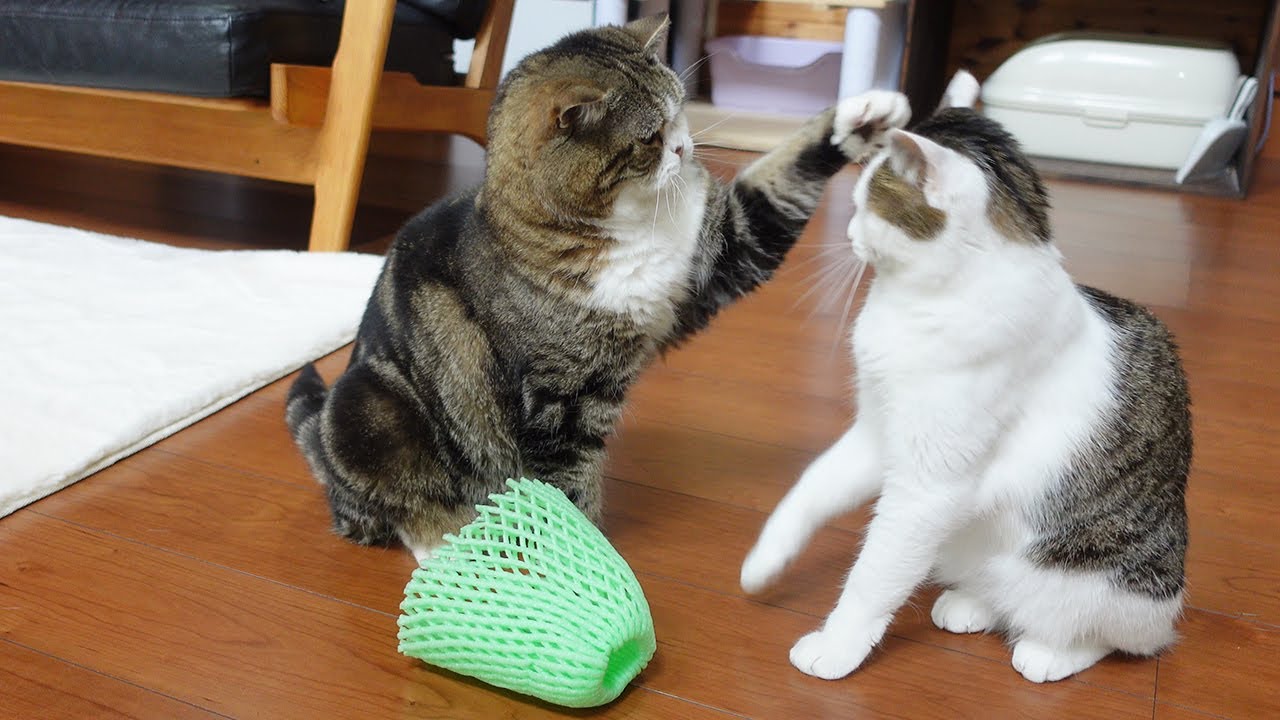 Maru is angry because his fruit net was dropped. - YouTube
