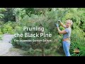 Pruning the Japanese Black Pine | Our Japanese Garden Escape