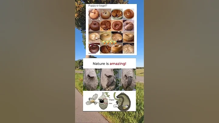 memes #memes #dankememes #funnypictures #funny #viral #greenscreen #duet #memesdaily #sad