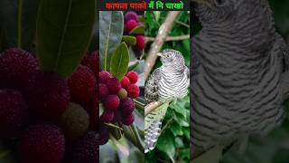 कफल पकक Kafal Pakko Kafal Pako Bird Sound Kafal Kumaoni Song Kafal Fruit Tree