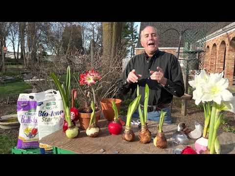 Video: Amaryllis-tuinversorging: wenke om amaryllis buite te plant