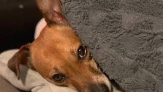 Tesknie Bianeczko❤️