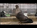 Выставка голубей в Воронеже/Pigeons Show at Voronezh (Russia) 2013.11.23-24 Часть/Part 2 из/of 4