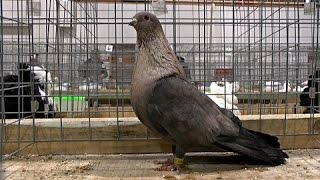 Выставка голубей в Воронеже/Pigeons Show at Voronezh (Russia) 2013.11.23-24 Часть/Part 2 из/of 4(, 2014-01-08T12:07:20.000Z)