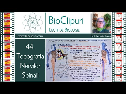 Video: Anatomia, Funcția și Diagrama Nervului Femural - Hărți De Corp