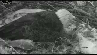 MN DNR Eagles  "Dinner"