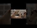 DIE SCHLEICH WG # VORSCHAU Folge 5 #shorts