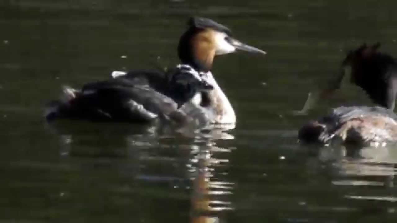 Somormujo lavanco (Podiceps cristatus) - Great Crested Grebe