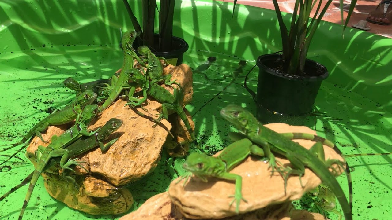 Baby Iguana Mini Pool Pond! Catching Hatchling Iguanas In Florida!