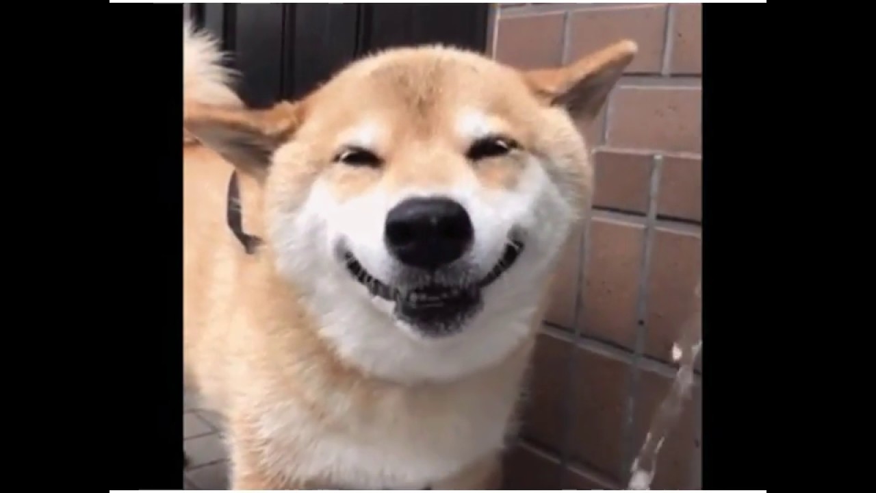 ニッコリ笑顔犬 Youtube