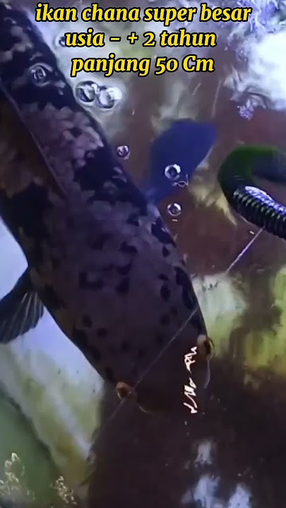 ikan Cana besar dan panjang #sorth_video #ikancana