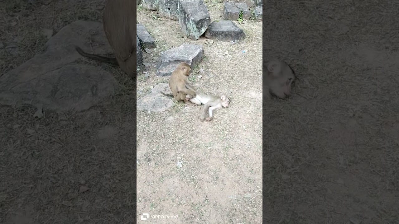 Cute baby monkey boxing 🥊 🥊 🥊 🥊 action videos daily! 🐵🐒🙊#