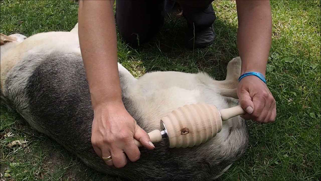 Anwendungsvideo RollArt Faszienrolle Hinterbeine Hund YouTube