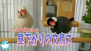 文鳥たちのケージの中を覗いてみよう【もぐぱくぷりんTV#48】