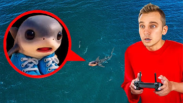 Drone của tôi quay được cá mập Tralalelo Tralala ở biển | Anglikosik Vietnam