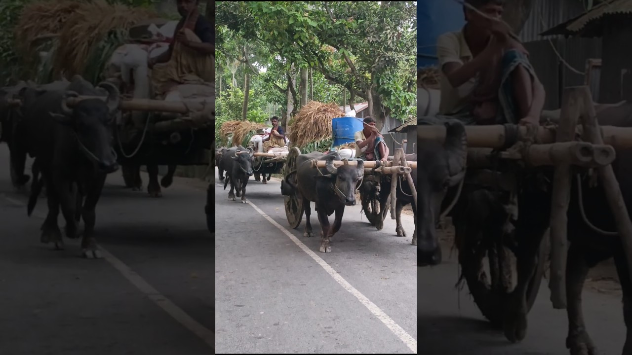 We are going for agricultural work in a buffalo cart 