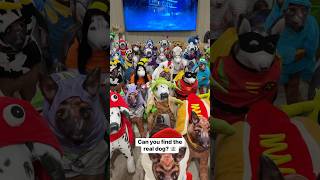 Can you find the real dog?