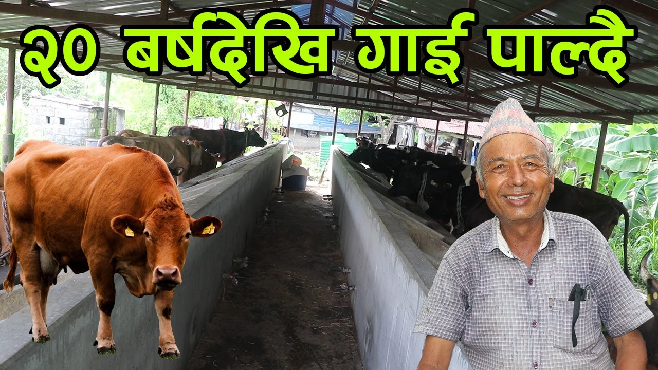 एउटा छाडा बाच्छीबाट सुरु भएको गाई पालन २० बर्ष पुग्यो ! अब ९१ बर्षसम्म गाइ पाल्ने योजना│Nepal Chitra