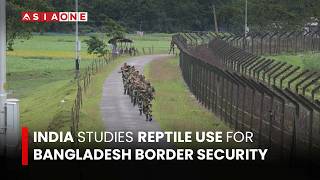 India Studies Reptile Use for Bangladesh Border Security | Asia One News
