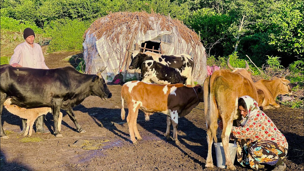 Mountain Daily Life | Milking Cows, Making Local Butter & Cooking Herb Kuku