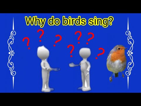 Why do Birds sing? பறவைகள் ஏன் பாடுகின்றன?