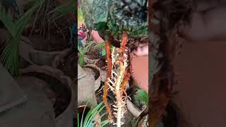 Expose Akar Bonsai Kelapa Tampa Daun