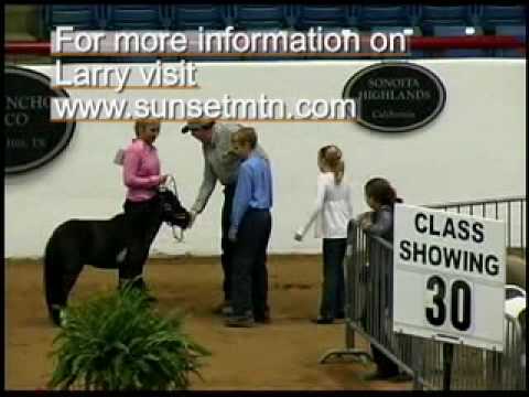 2009 American Miniature Horse Assoc. World Champio...