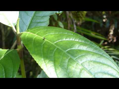 Twirler Moth, Costa Rica 2-26-15