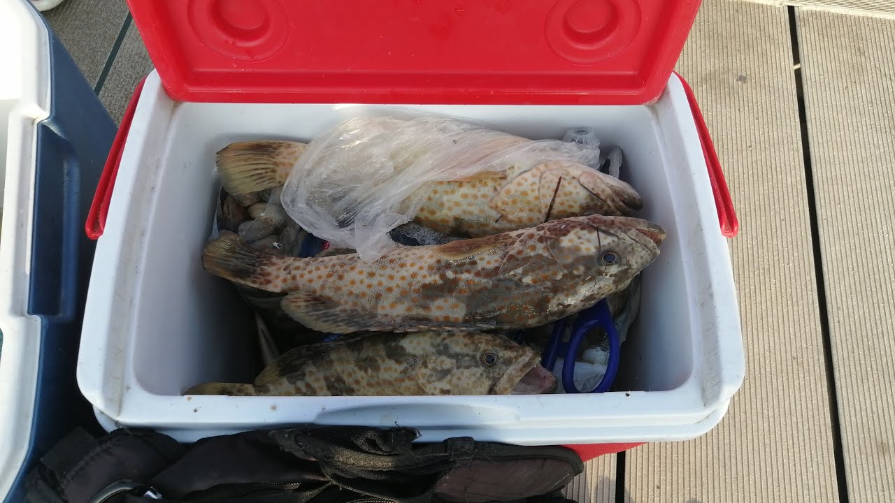 Fishing Doha Qatar l bottom Fishing With Friends YouTube