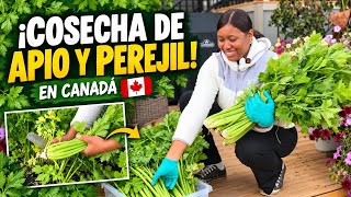 Harvesting celery and parsley from my garden in Canada 🇨🇦. Not everything went as expected!