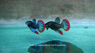 Betta imbellis - wild bettas of Thailand by Franksbettas