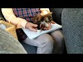 【ガリガリに痩せた保護子猫】保護した翌日病院へ連れていきました。[Protection cat] I took it to the kitten hospital.