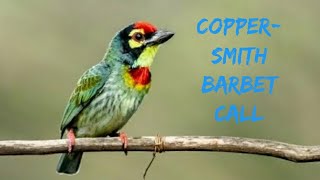 COPPERSMITH BARBET CALL #naturesounds #birds