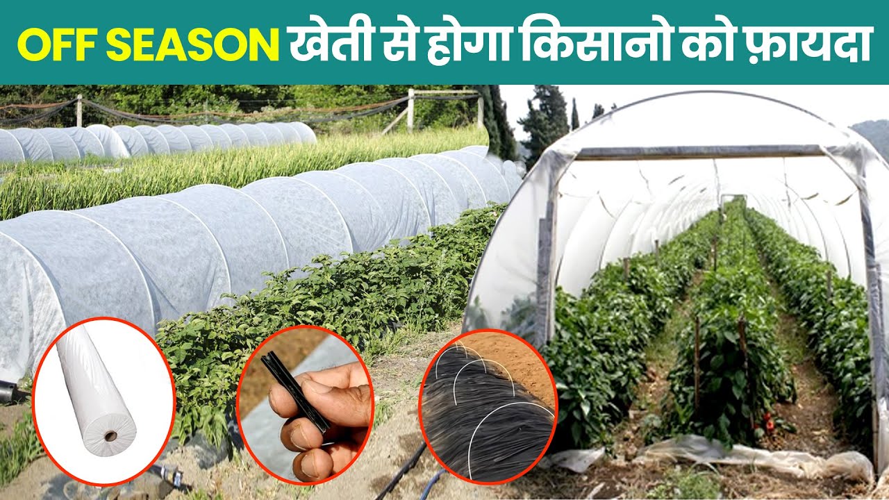 लौ टनल खेती से होगा किसानो को फ़ायदा  | Low Tunnel Farming | Crop Cover Farming | Toolsvilla