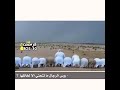 يلي من ضيعه تقول أنوم خير من صلاه
