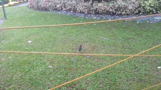 A Javan Myna With Its Left Leg Disabled