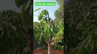 aireando cerezo #poda #cerezo #efectivo
