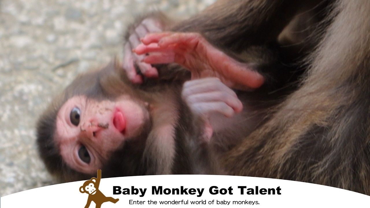 4-дневный малыш-обезьянка борется со сном: мило! / monpai monyet baby monkey