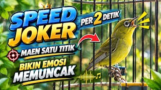 CIAK CIAK SEBOR  KECIAL KUNING BUNYI SATU TITIK ‼️ BIKIN KECIAL KUNING GACOR BUKA PARUH