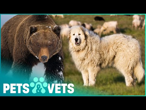 DOGS WITH JOBS