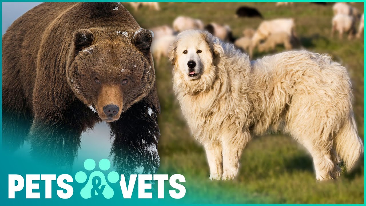 Huge Sheepdogs Protect Flocks From Brown Bears Dogs with Jobs Pets
